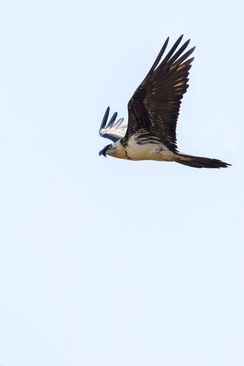 carole reboul oiseau rapace gipaete