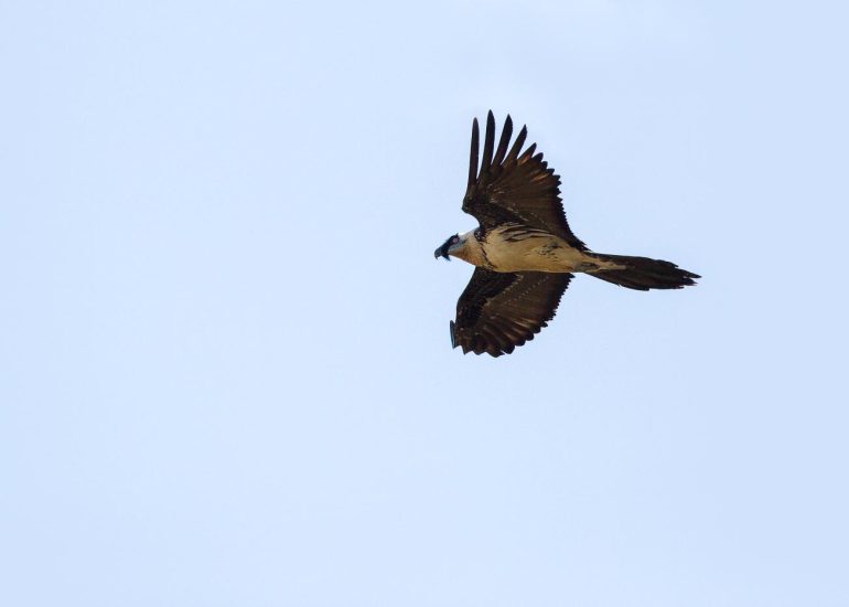 carole reboul oiseau rapace gipaete