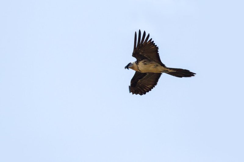 carole reboul oiseau rapace gipaete