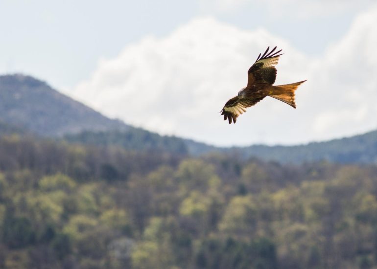 carole reboul oiseau rapace