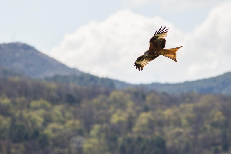carole reboul oiseau rapace