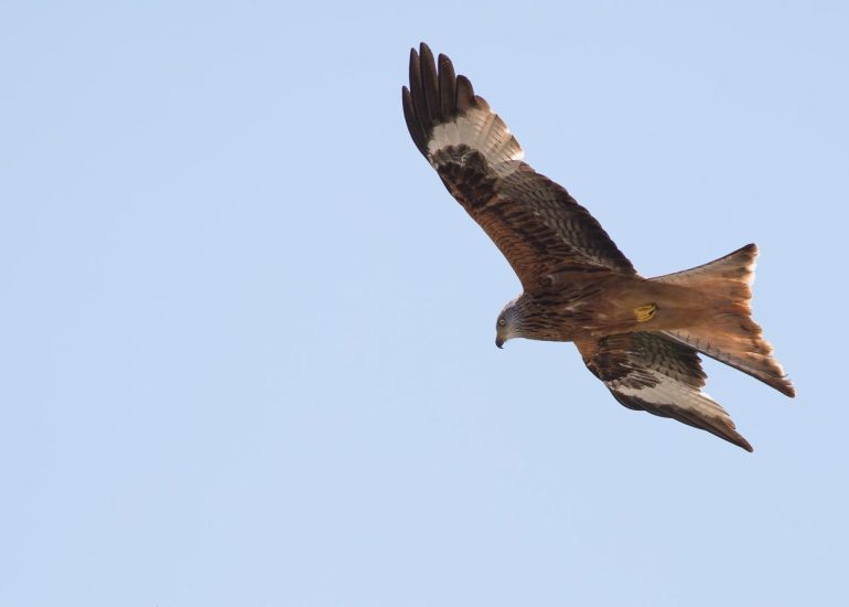 carole reboul oiseau rapace