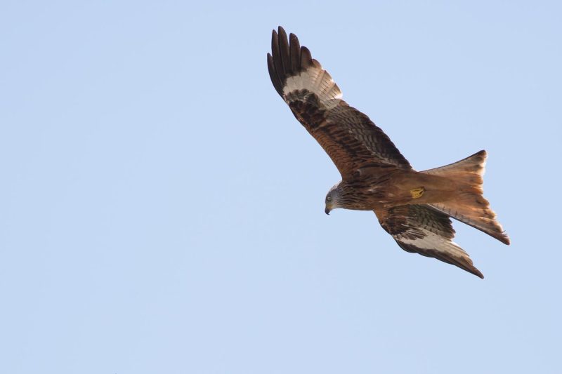 carole reboul oiseau rapace