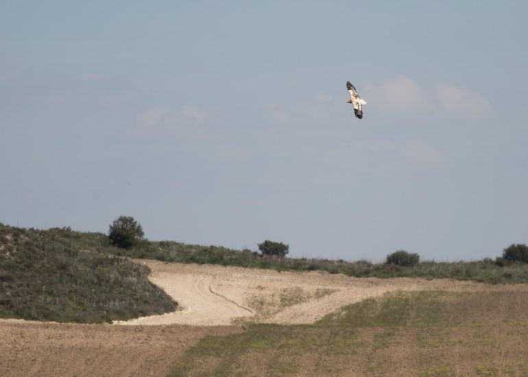 carole reboul oiseau rapace vautour percnoptere egypte