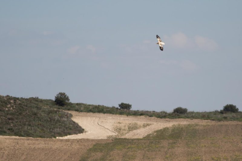 carole reboul oiseau rapace vautour percnoptere egypte