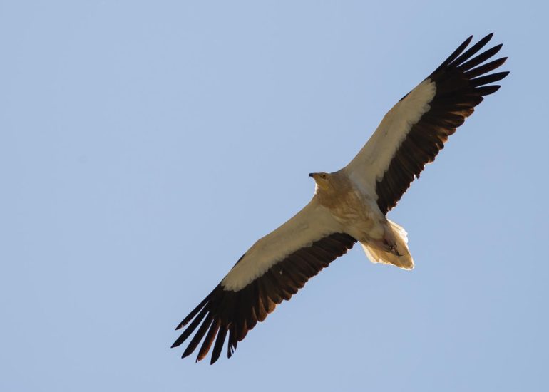 carole reboul oiseau rapace vautour percnoptere egypte