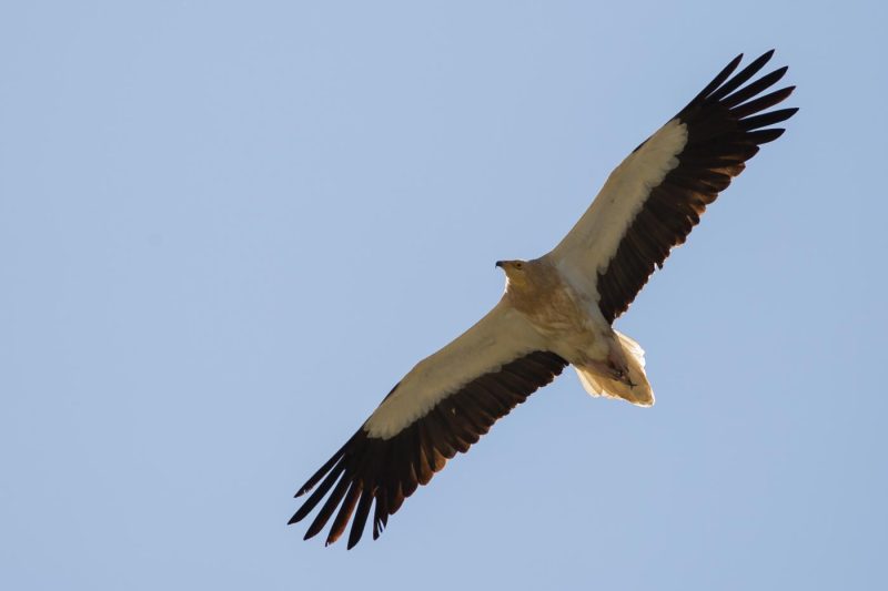 carole reboul oiseau rapace vautour percnoptere egypte