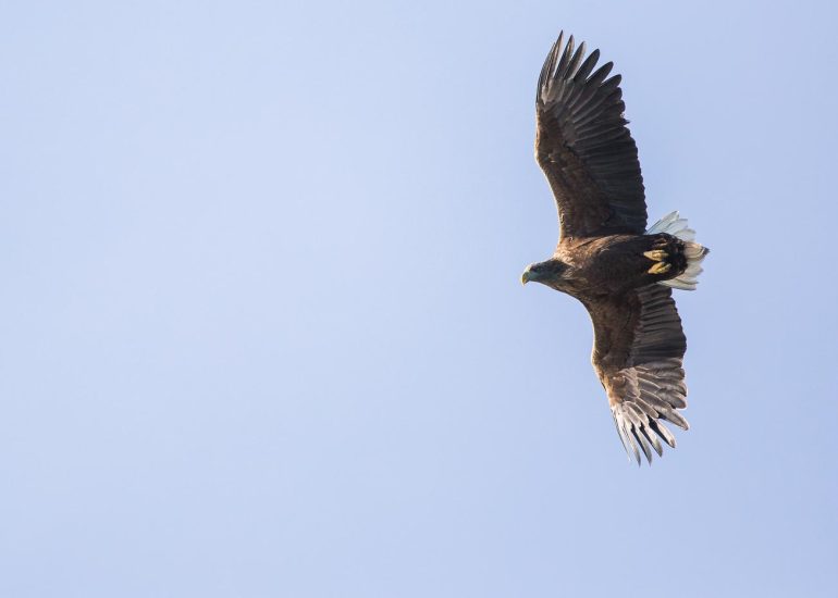 carole reboul oiseau rapace aigle