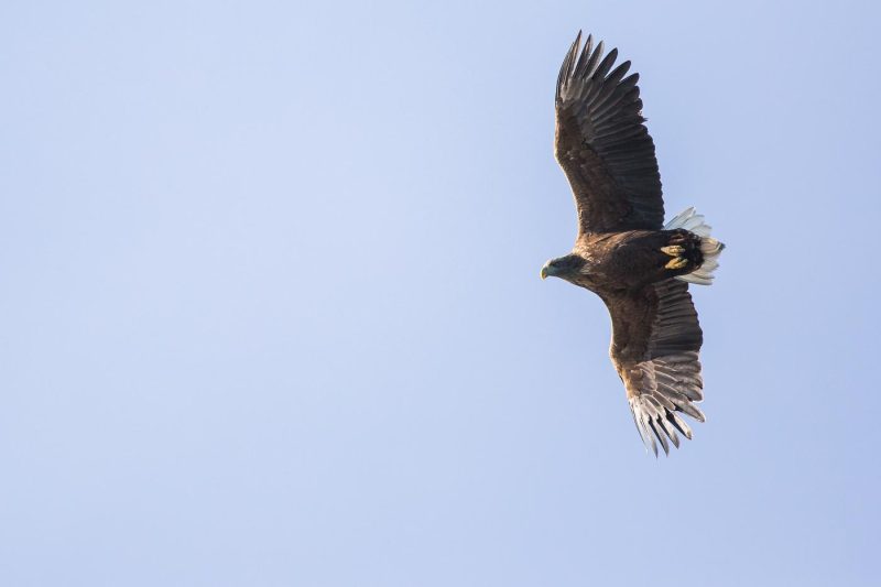 carole reboul oiseau rapace aigle