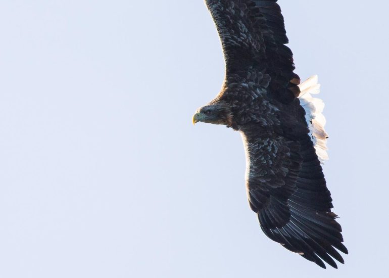 carole reboul oiseau rapace aigle