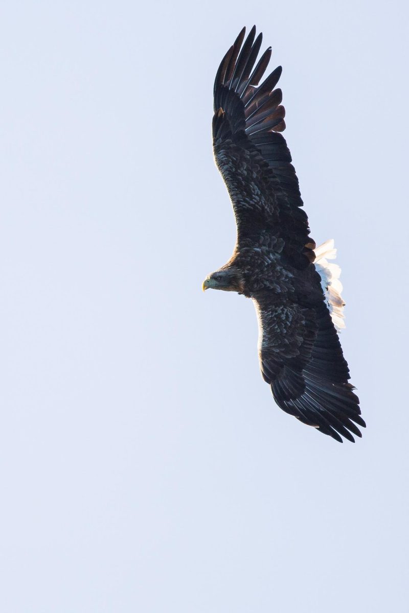 carole reboul oiseau rapace aigle