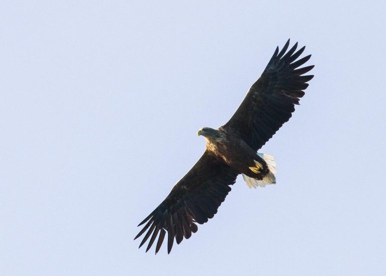 carole reboul oiseau rapace aigle