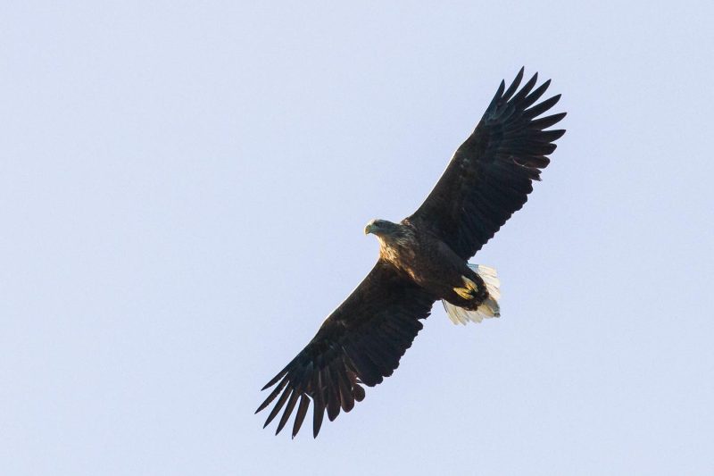 carole reboul oiseau rapace aigle