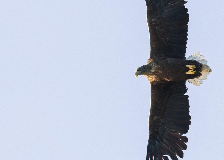 carole reboul oiseau rapace aigle