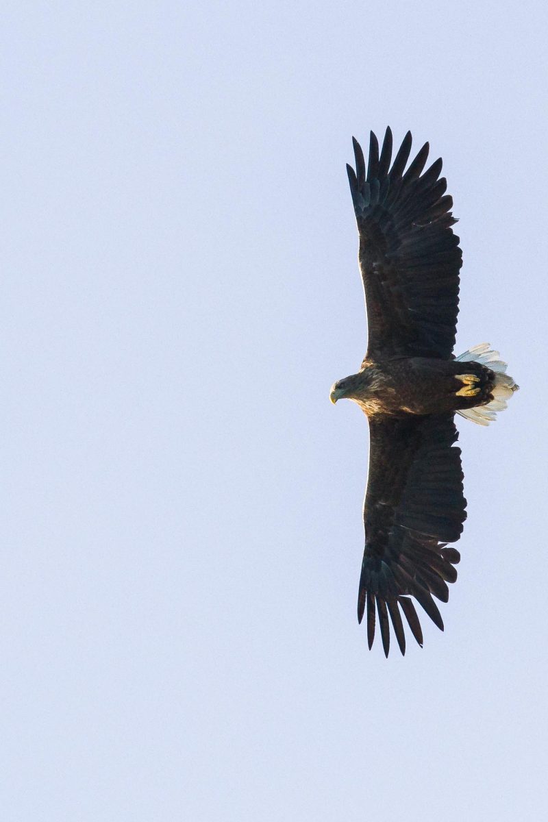 carole reboul oiseau rapace aigle