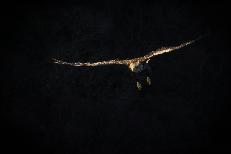 carole reboul oiseau rapace aigle