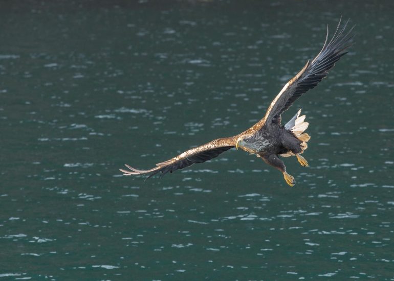 carole reboul oiseau rapace aigle
