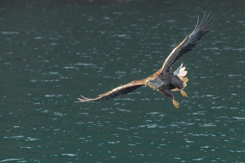 carole reboul oiseau rapace aigle