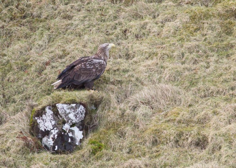 carole reboul oiseau rapace aigle