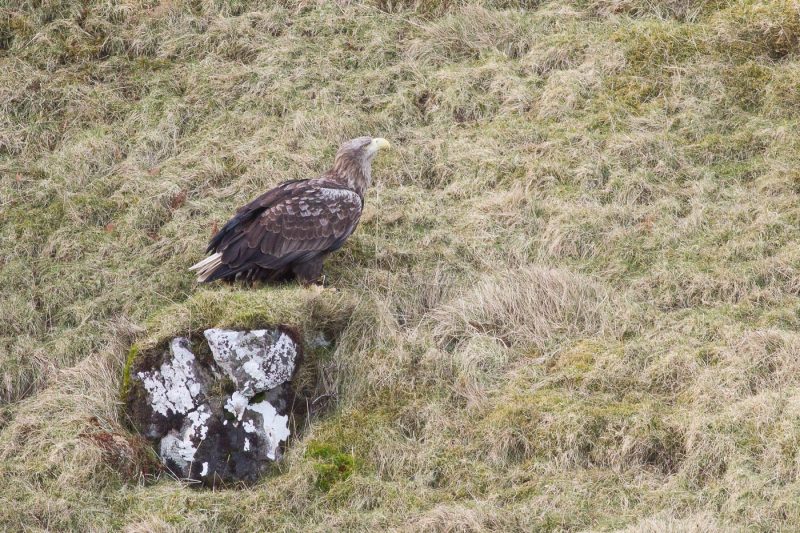 carole reboul oiseau rapace aigle
