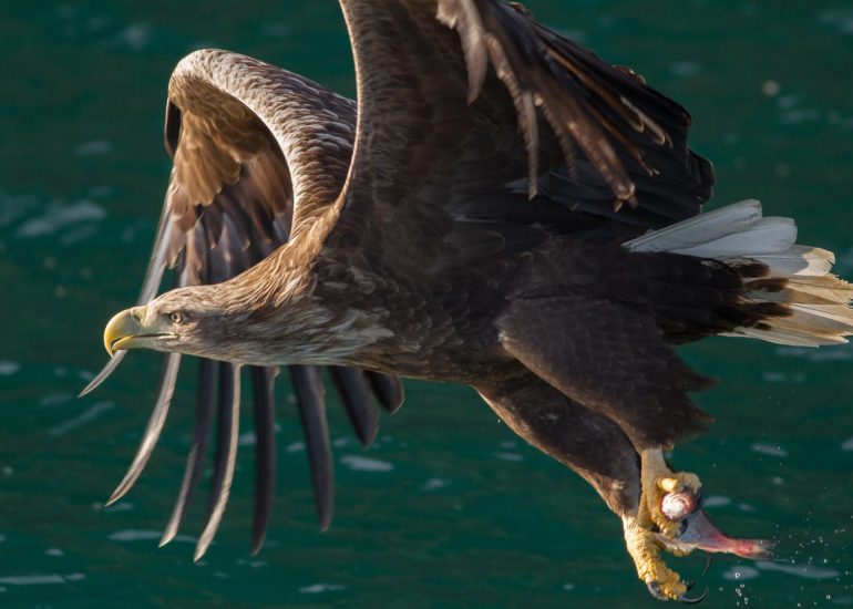 carole reboul oiseau rapace aigle