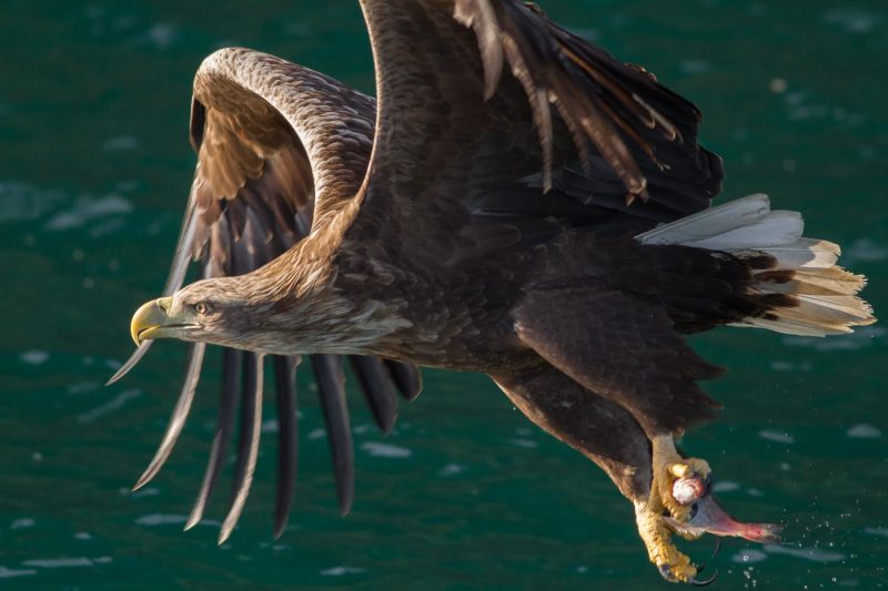 carole reboul oiseau rapace aigle