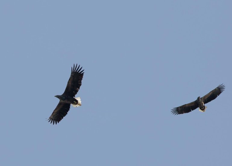 carole reboul oiseau rapace aigle