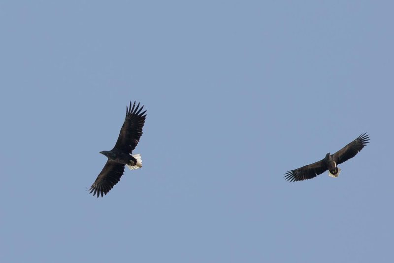 carole reboul oiseau rapace aigle