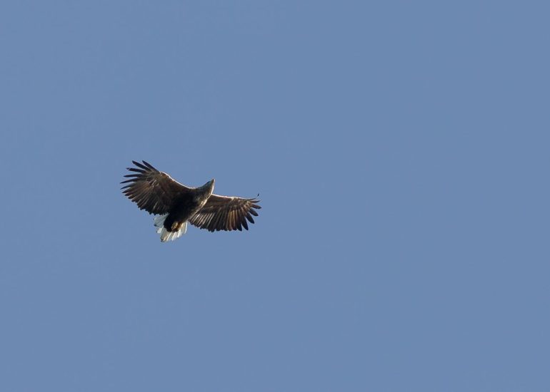 carole reboul oiseau rapace aigle