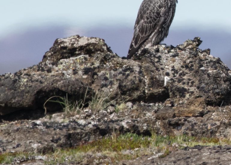 carole reboul oiseau rapace