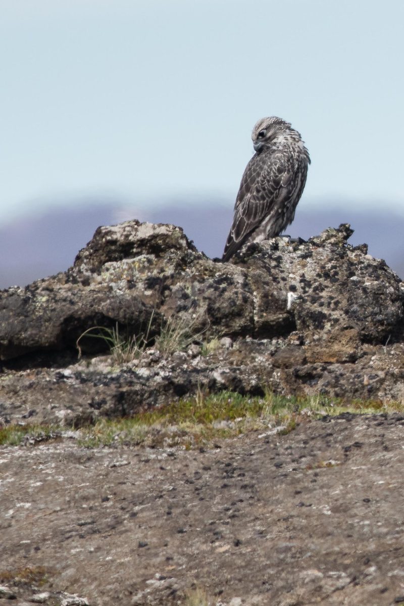 carole reboul oiseau rapace
