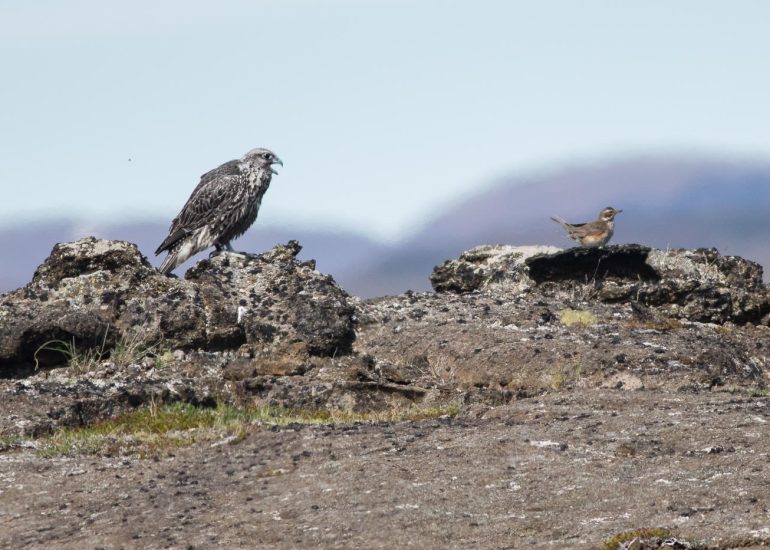 carole reboul oiseau rapace