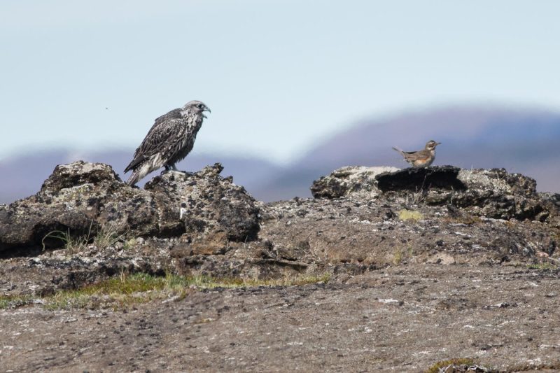 carole reboul oiseau rapace