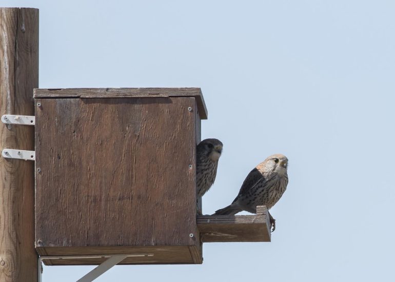 carole reboul oiseau rapace