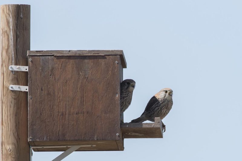 carole reboul oiseau rapace
