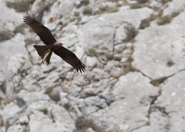carole reboul oiseau rapace
