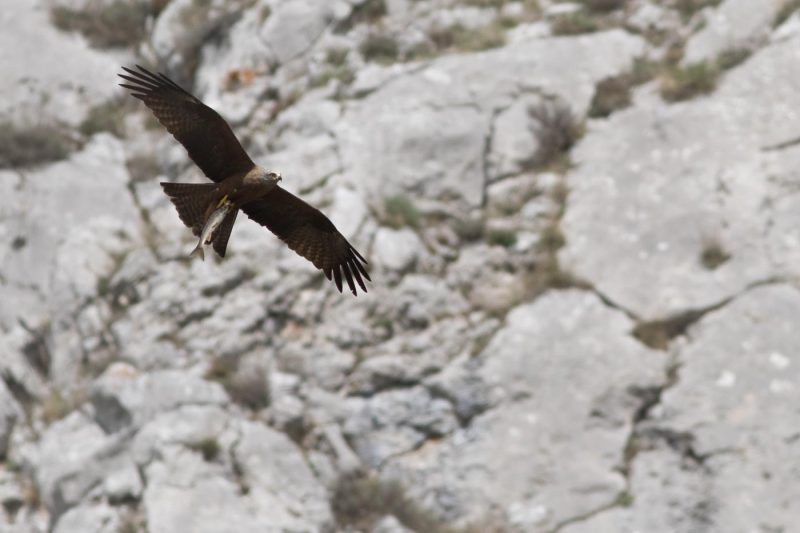 carole reboul oiseau rapace