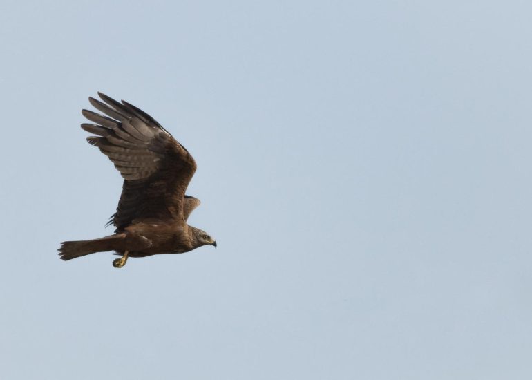 carole reboul oiseau rapace