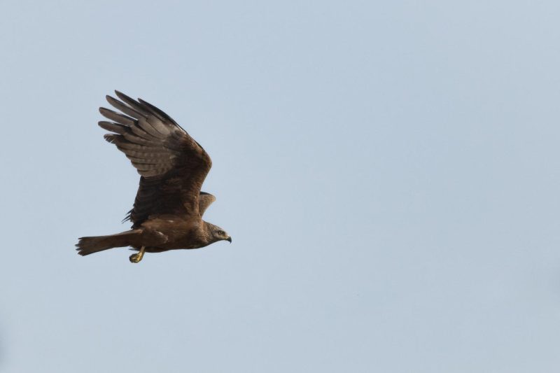 carole reboul oiseau rapace