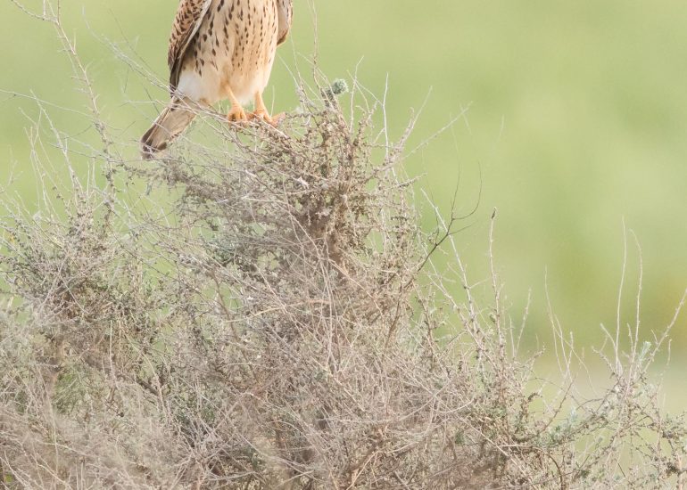 carole reboul oiseau rapace