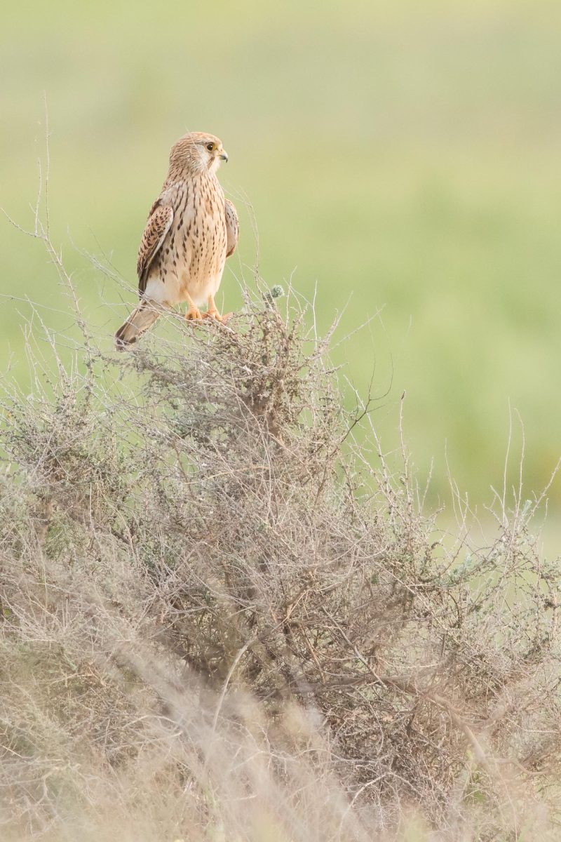 carole reboul oiseau rapace