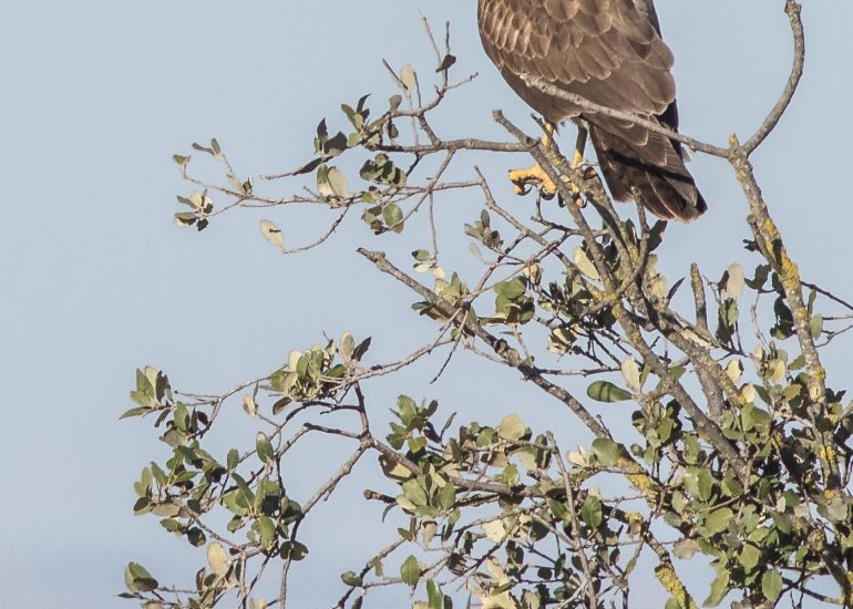 carole reboul oiseau rapace