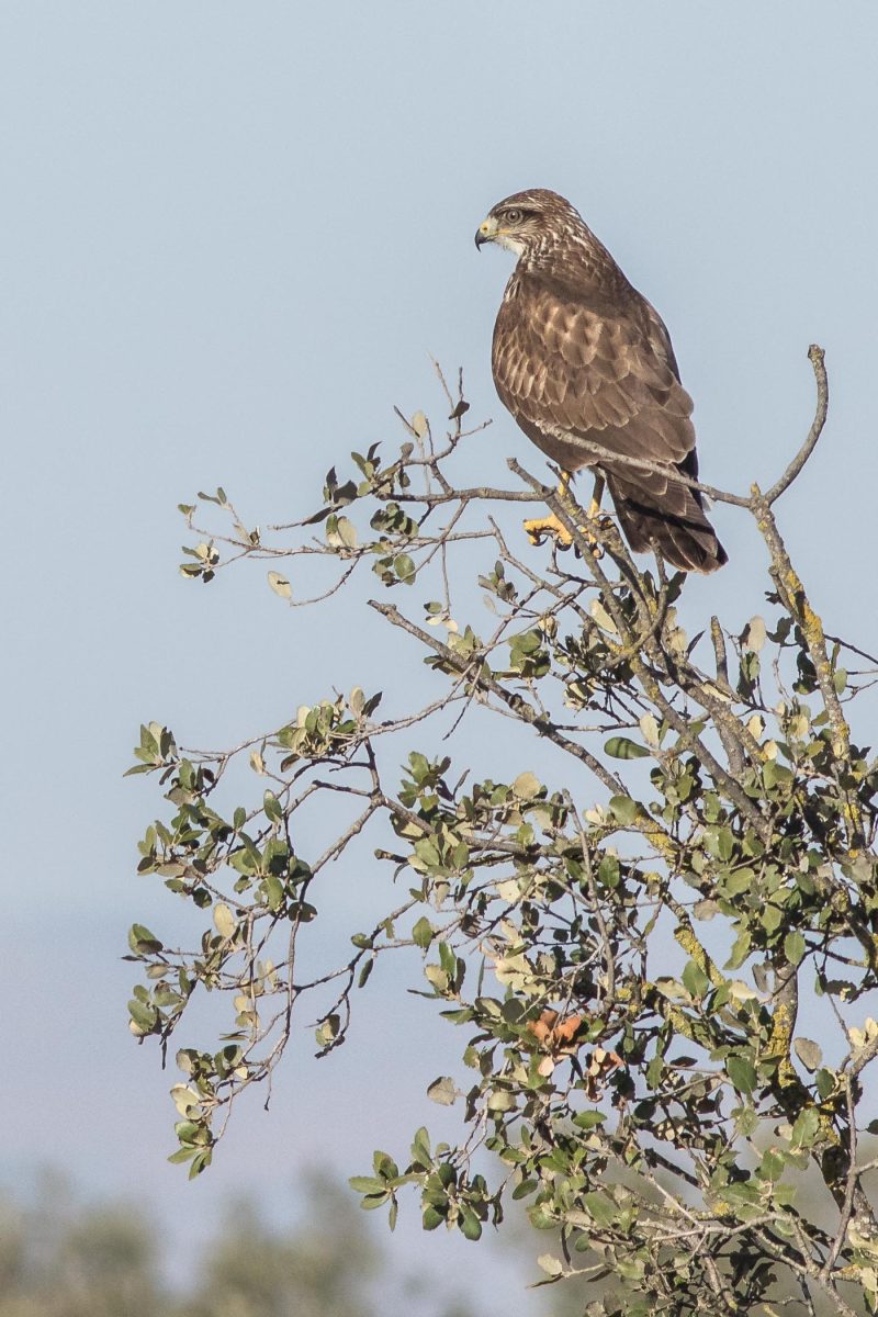 carole reboul oiseau rapace
