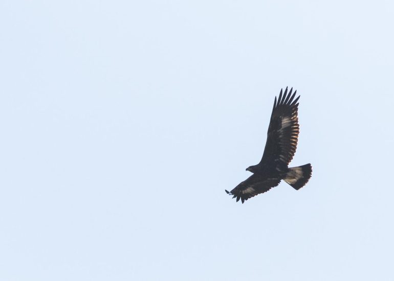 carole reboul oiseau rapace aigle