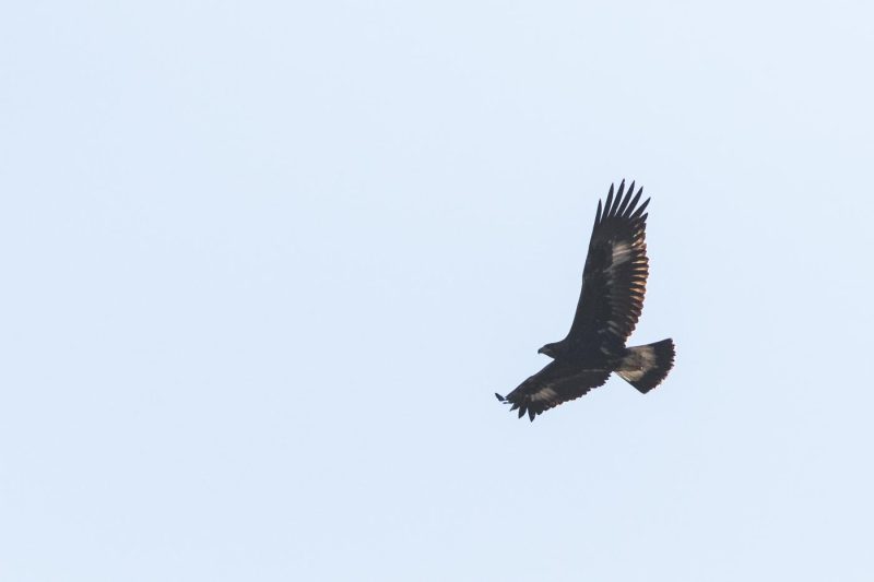 carole reboul oiseau rapace aigle