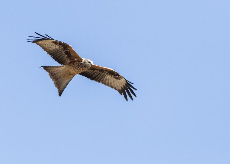 carole reboul oiseau rapace