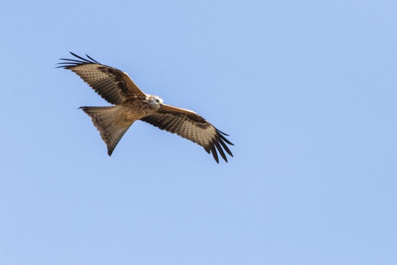 carole reboul oiseau rapace