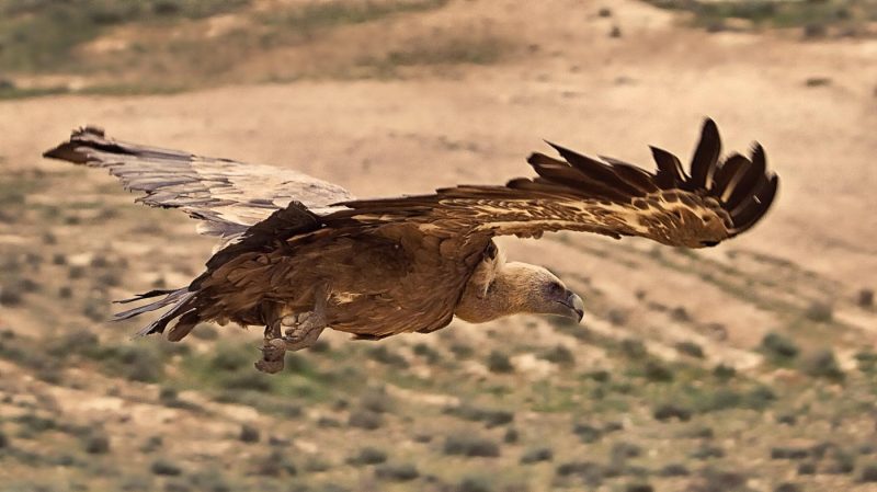 carole reboul oiseau rapace vautour fauve