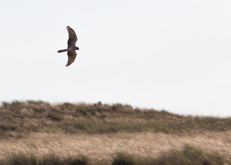 carole reboul oiseau rapace