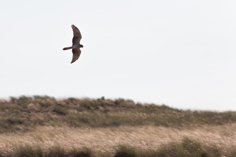 carole reboul oiseau rapace